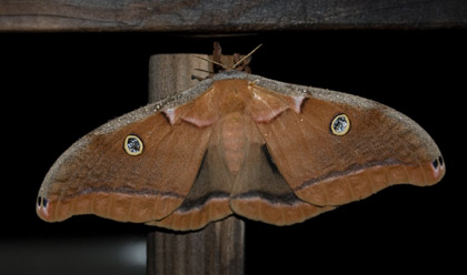 Very Large Moth. Click to see an even bigger one.