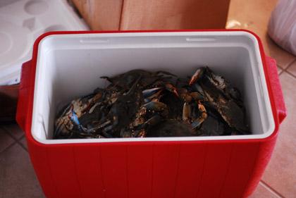 Box of blue crabs. Watch out!