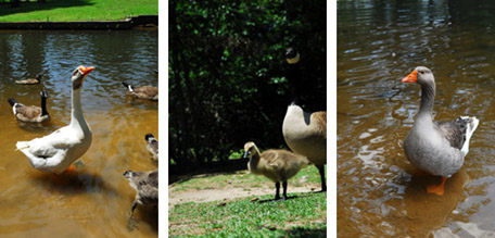 Ducks and Geese at the Park
